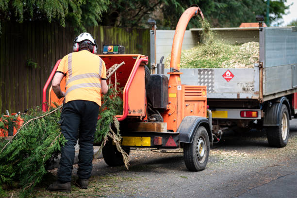 Trusted Airmont, NY Tree Services Experts